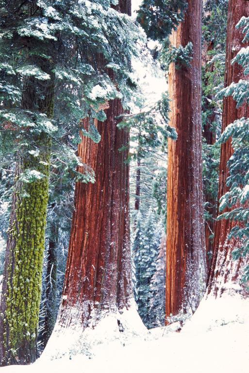 Montecito Sequoia Lodge Wilsonia Eksteriør bilde